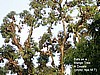 Bats on a Mango Tree Douala (photo:Njei M.T)